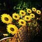 ⏰🔥LIMITED-TIME 50% OFF! 🌻 Sunflower Solar Lights – Auto On/Off, 14H Glow & IP65 Waterproof, Perfect for Garden & Patio ✨☀️