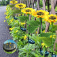 🌻✨ Luz Solar de Girassol para Jardim – Decoração Encantadora, Energia Solar e Brilho Automático Todas as Noites