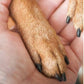 🐾 Lixa de Unhas Para Cães Sem Estresse – Corte Seguro e Suave Para Patinhas Mais Saudáveis