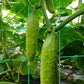 🌿 A-Frame Garden Trellis for Climbing Plants – Sturdy Support for Vines, Flowers & Vegetables 🌸🥒